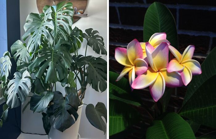 Hey Pandas, Share A Picture Of A Plant You’ve Grown (Closed)