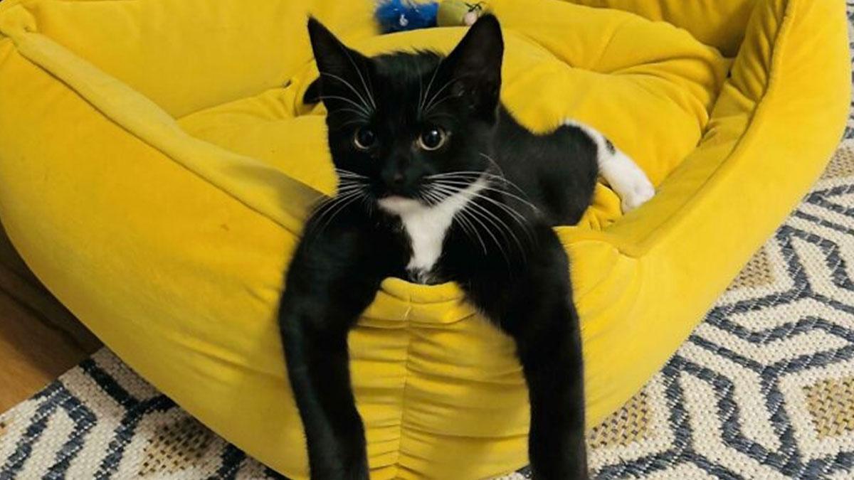 Looking Sophisticated Was Never Meant To Be This Hilarious And These 47 Tuxedo Cats Are Proof
