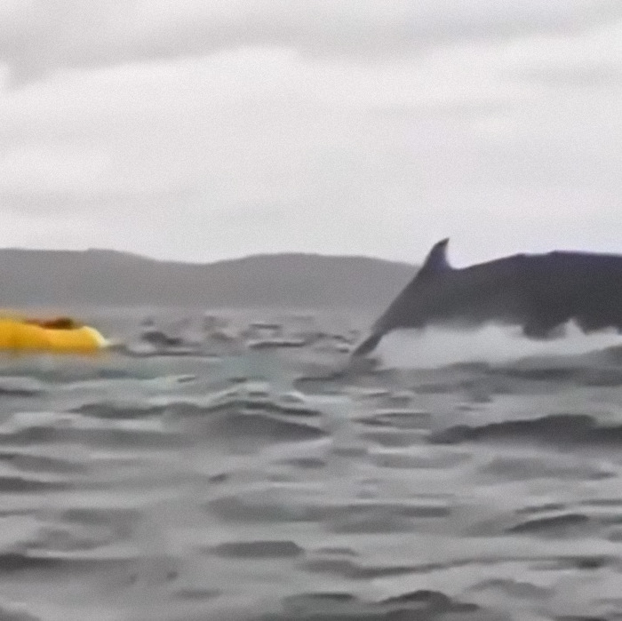 Whale breaching near a small yellow boat on a choppy sea, with distant hills in the background. Whale breaching near a small yellow boat on a choppy sea, with distant hills in the background.