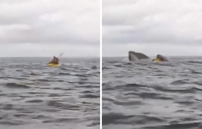 Father captures son's close encounter with a whale while kayaking in the ocean, son shares survival story. Father captures son's close encounter with a whale while kayaking in the ocean, son shares survival story.