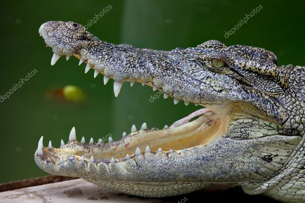 depositphotos_3898384-stock-photo-crocodile-open-mouth-side-view.jpg