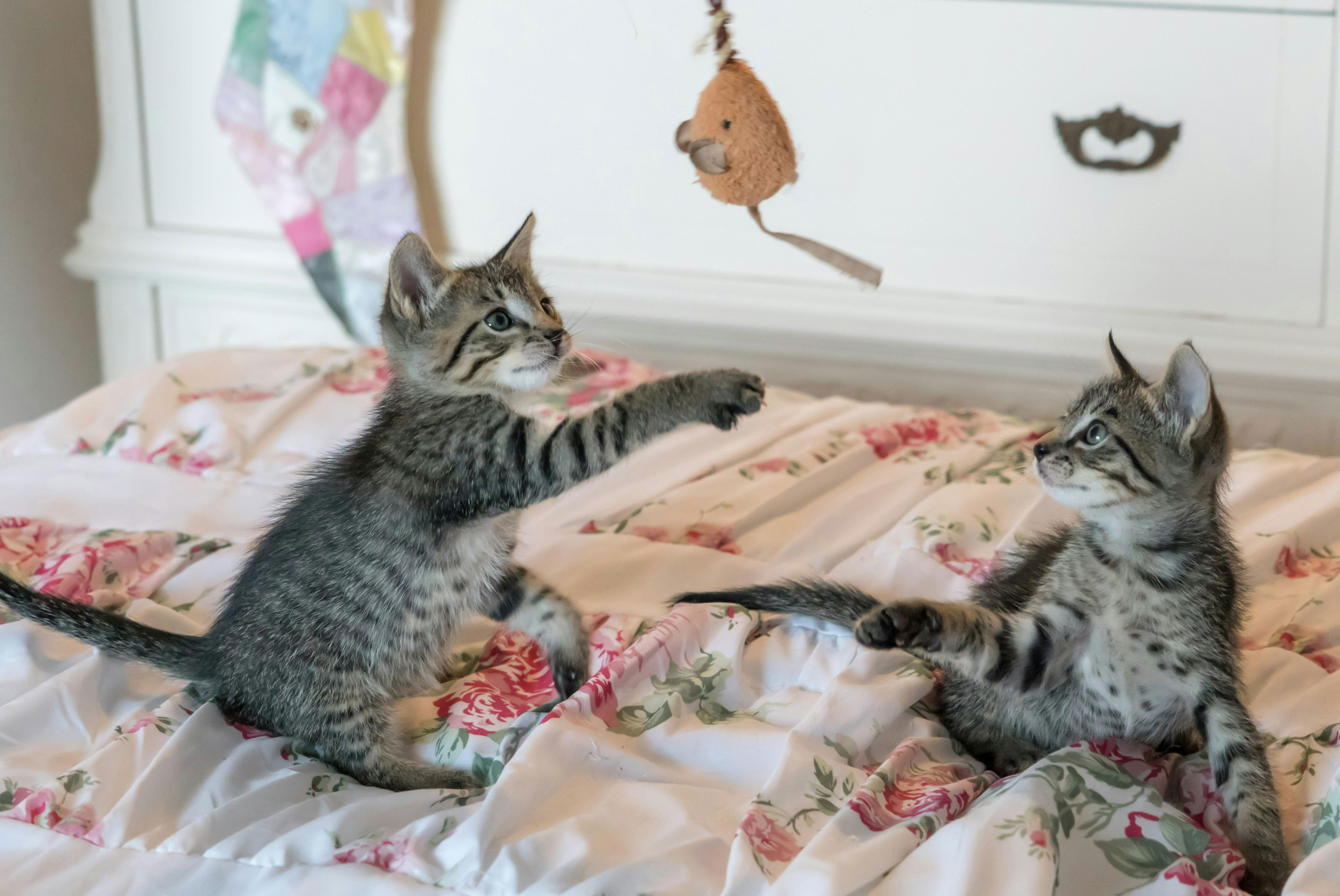 Two kittens playfully interacting on a floral bedspread. Two kittens playfully interacting on a floral bedspread.