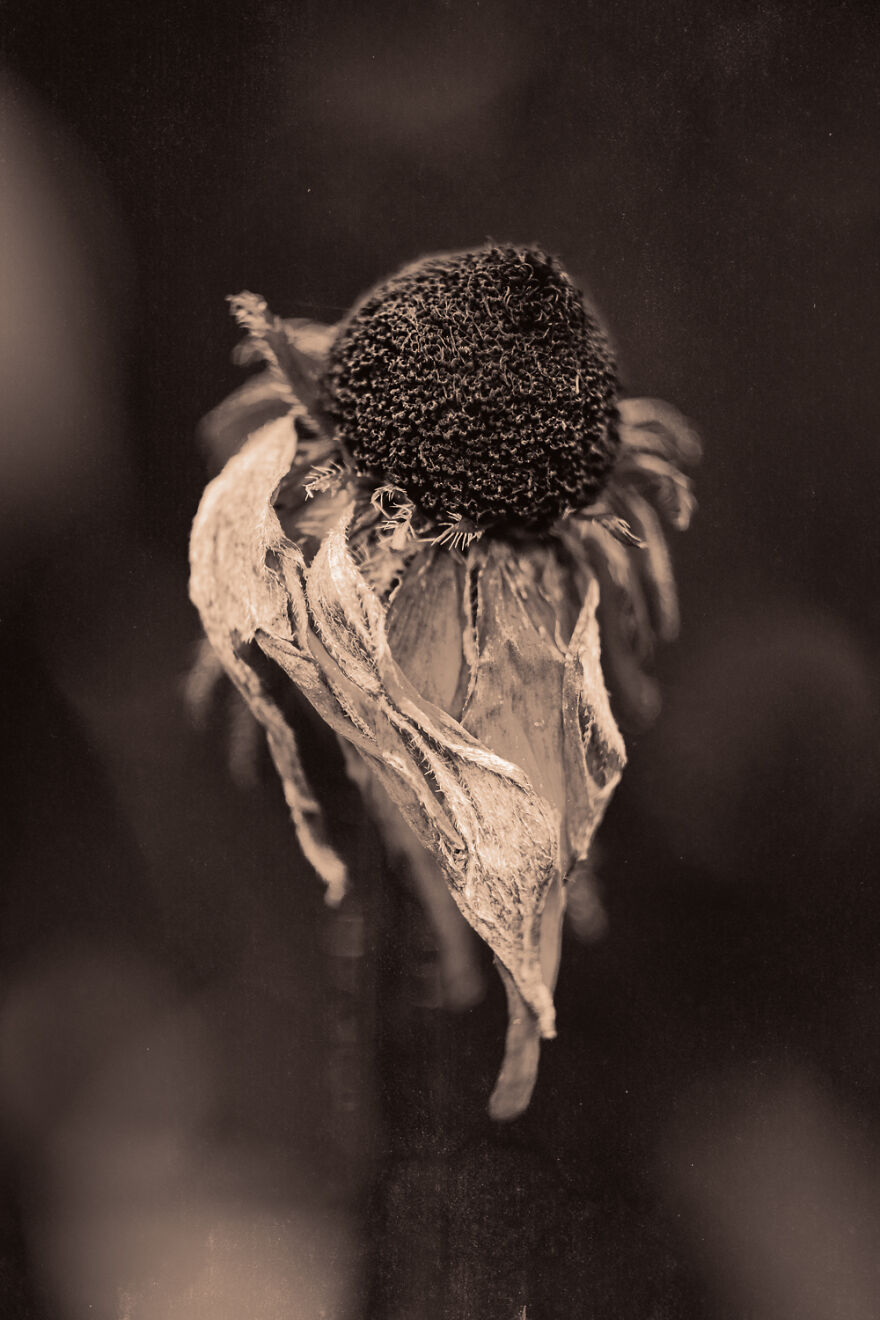 I Make Powerful Black & White Photos Of Dying Flowers I Make Powerful Black & White Photos Of Dying Flowers
