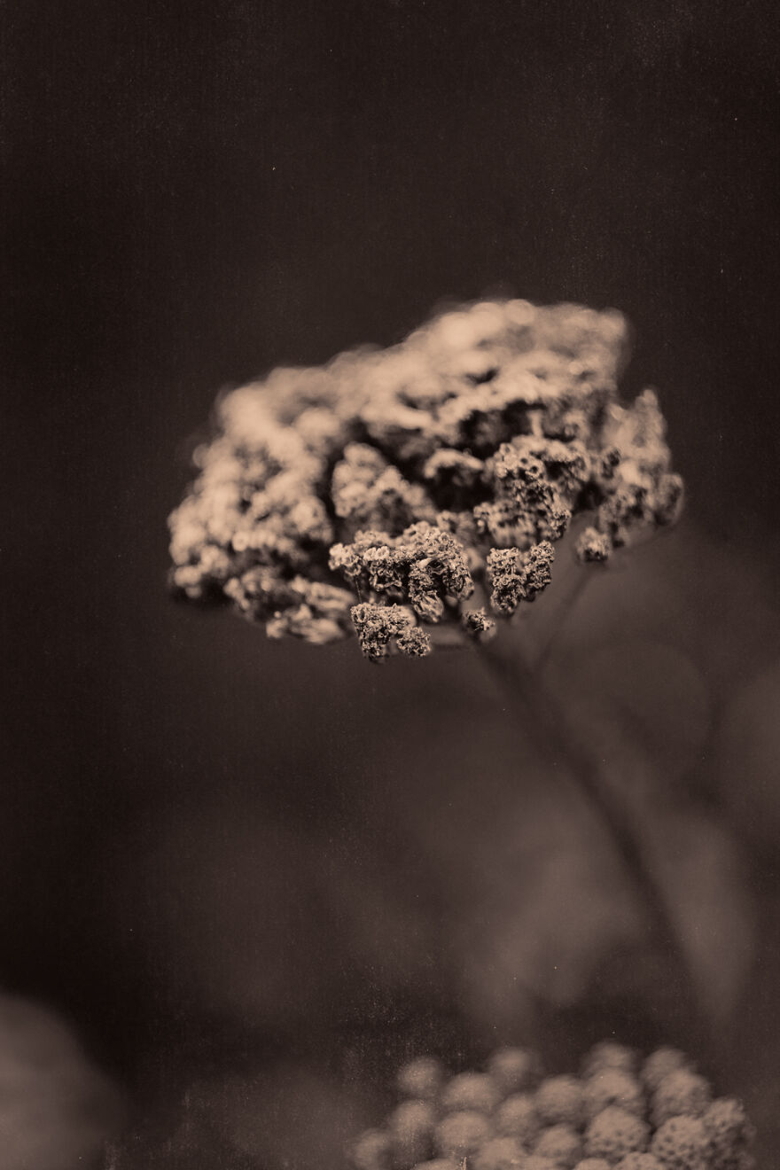I Make Powerful Black & White Photos Of Dying Flowers I Make Powerful Black & White Photos Of Dying Flowers