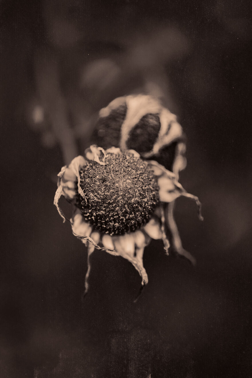 I Make Powerful Black & White Photos Of Dying Flowers I Make Powerful Black & White Photos Of Dying Flowers