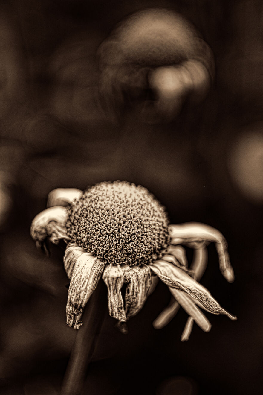 I Make Powerful Black & White Photos Of Dying Flowers I Make Powerful Black & White Photos Of Dying Flowers