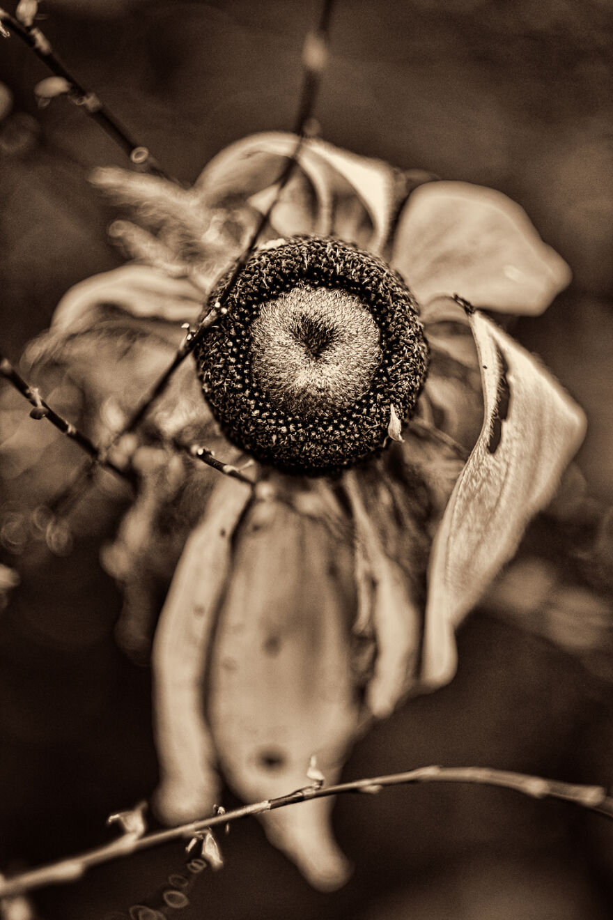 I Make Powerful Black & White Photos Of Dying Flowers I Make Powerful Black & White Photos Of Dying Flowers