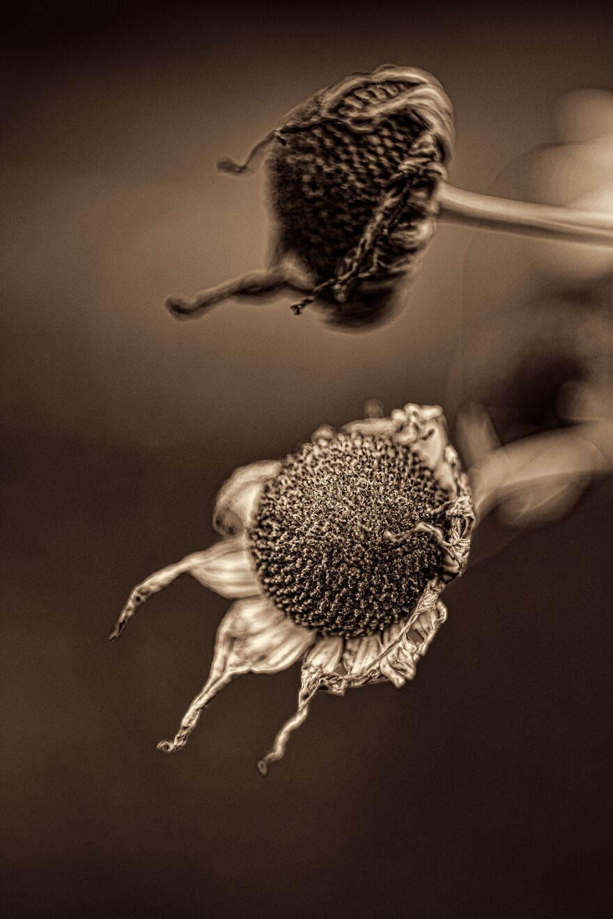 I Make Powerful Black & White Photos Of Dying Flowers I Make Powerful Black & White Photos Of Dying Flowers