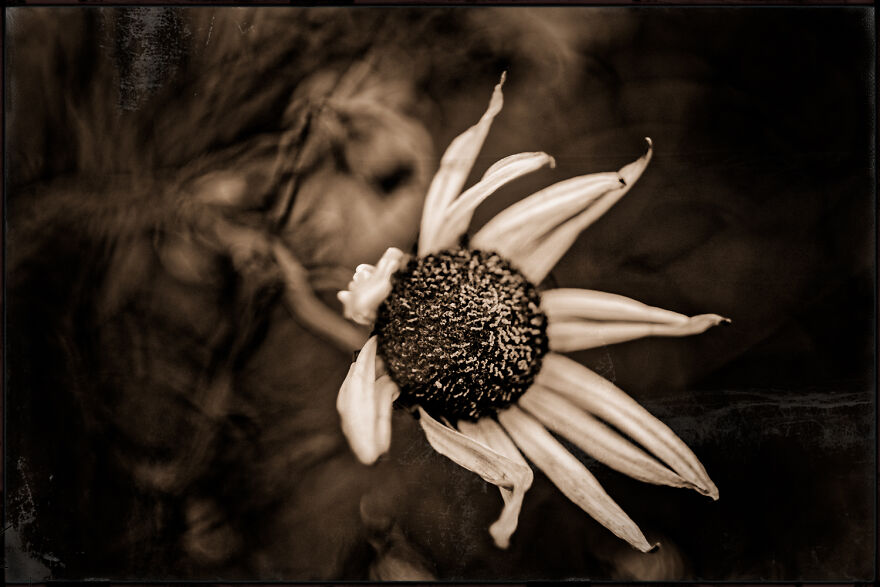 I Make Powerful Black & White Photos Of Dying Flowers I Make Powerful Black & White Photos Of Dying Flowers
