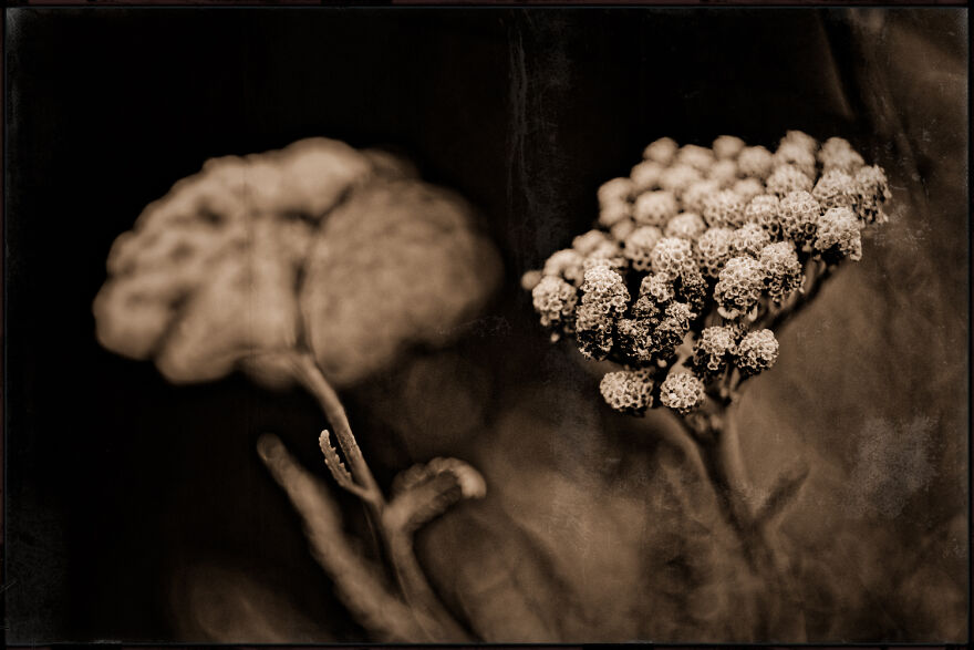 I Make Powerful Black & White Photos Of Dying Flowers I Make Powerful Black & White Photos Of Dying Flowers
