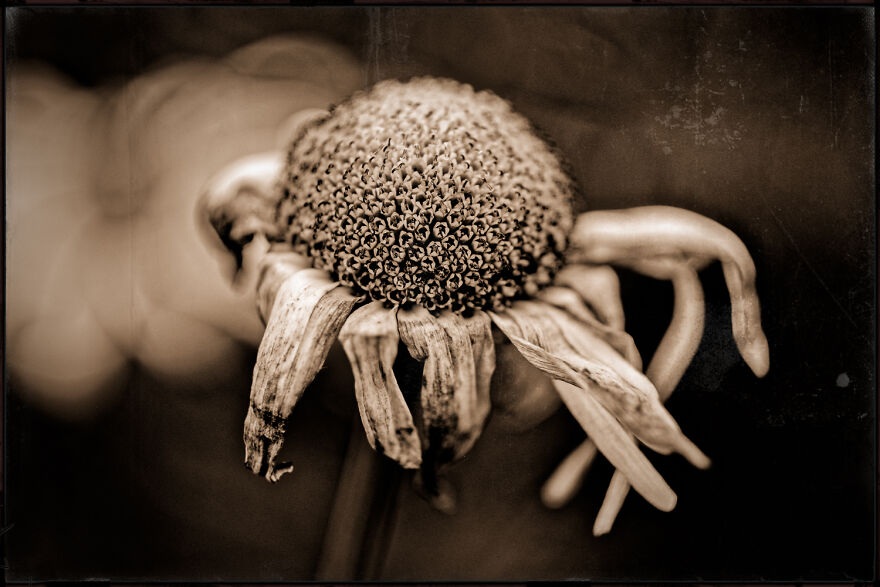 I Make Powerful Black & White Photos Of Dying Flowers I Make Powerful Black & White Photos Of Dying Flowers