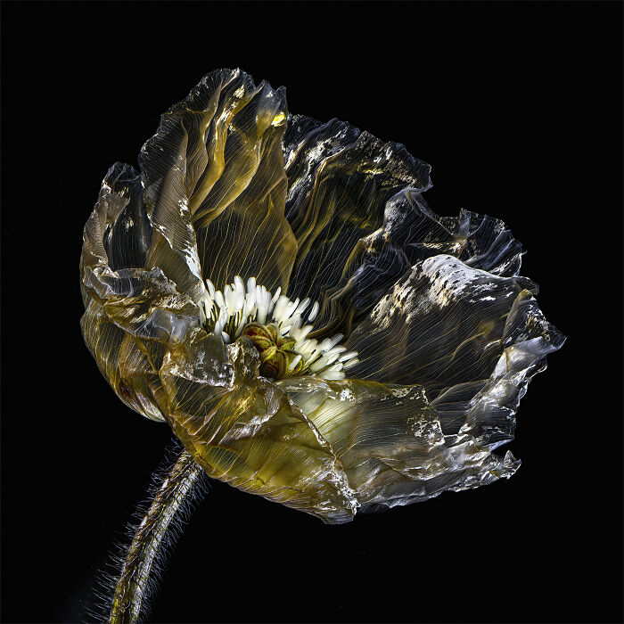 "Fragile In Gold" By Andrew Leach