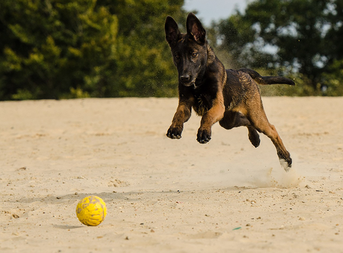 A playful dog chasing a ball in a sandy area. A playful dog chasing a ball in a sandy area.