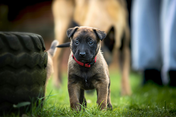 A playful brown puppy with a red collar stands on grass near a large tire, symbolizing an untrainable dog in focus. A playful brown puppy with a red collar stands on grass near a large tire, symbolizing an untrainable dog in focus.