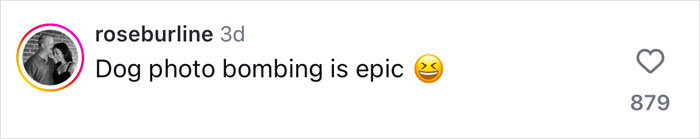 Comment about a dog photo bombing, with an amused emoji and heart icon. Comment about a dog photo bombing, with an amused emoji and heart icon.