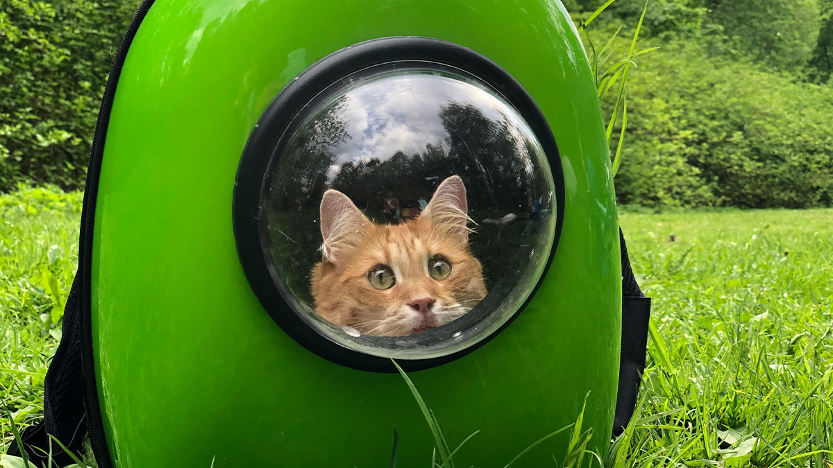 Person Wonders If They’re Wrong For Telling Their Friend She Didn’t ‘Re-Home’ Her Cat But Dumped