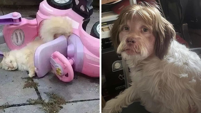 30 Absurd Images That Might Leave You Wondering What’s Going On (New Pics)