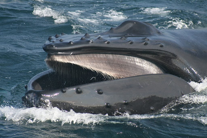 Whale with open mouth near the ocean surface, showcasing baleen plates and water splashing around. Whale with open mouth near the ocean surface, showcasing baleen plates and water splashing around.