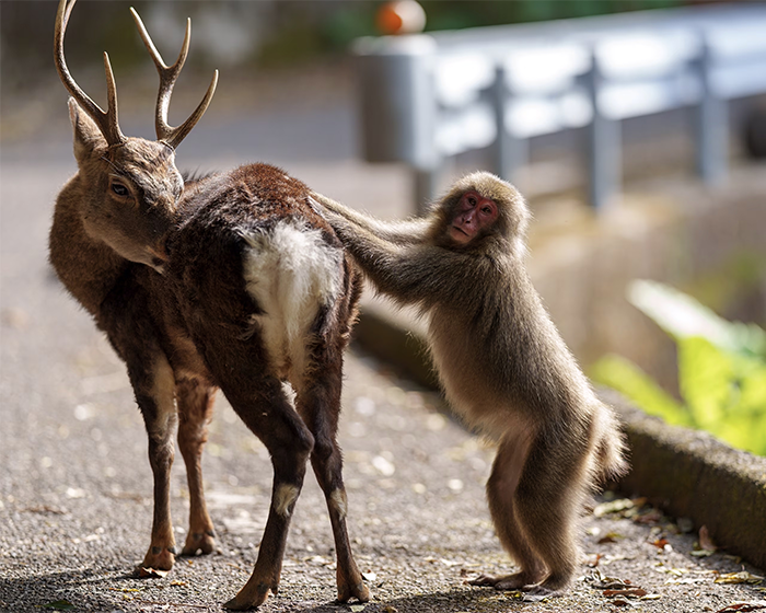 Japanese monkey interacting with deer on a road. Japanese monkey interacting with deer on a road.