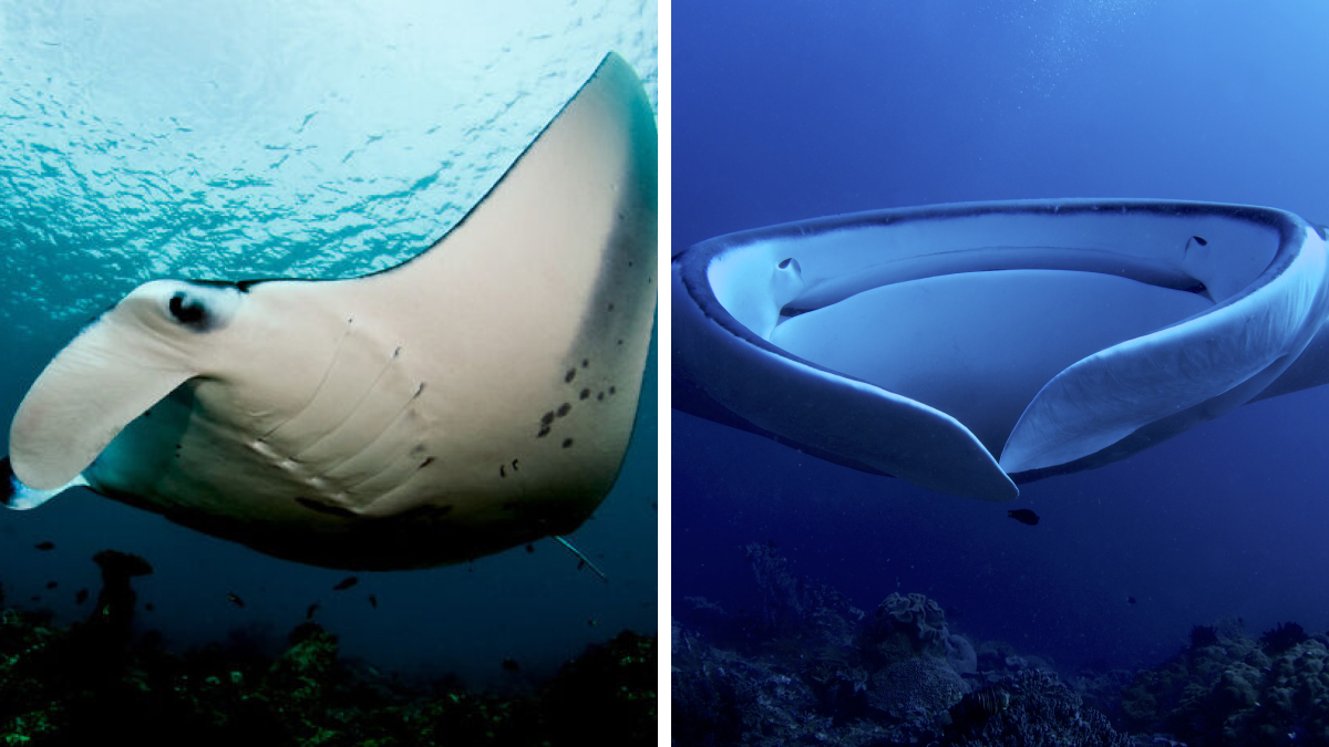 The True Titans Of The Deep: 30 Massive Underwater Creatures