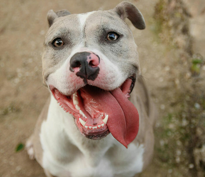 Guy Tells Fiancée To Recover In Hotel Room After Surgery So As Not To Not Disturb His Dog Guy Tells Fiancée To Recover In Hotel Room After Surgery So As Not To Not Disturb His Dog
