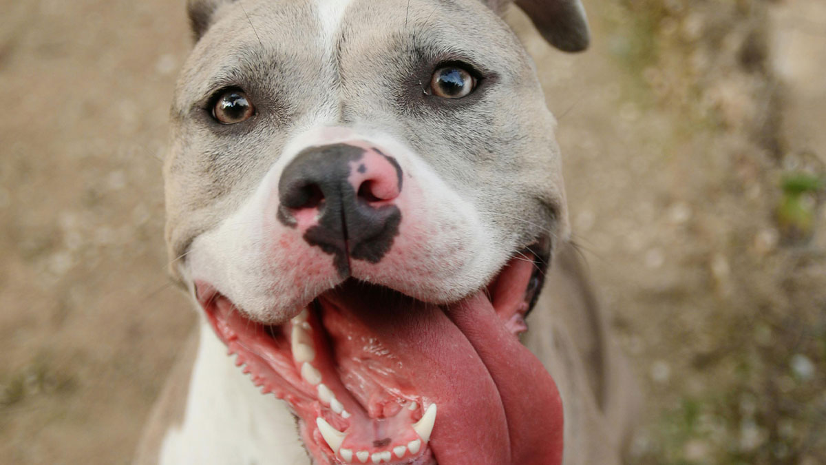 Guy Tells Fiancée To Recover In Hotel Room After Surgery So As Not To Not Disturb His Dog