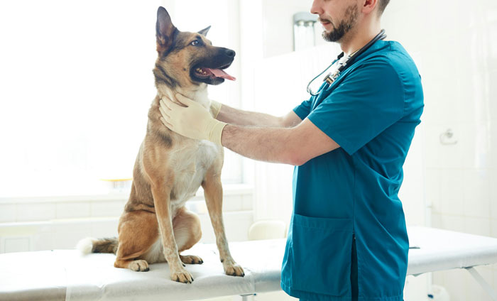 A vet examines a dog on a table in a clinic, related to pet sitting and expensive vet visits. A vet examines a dog on a table in a clinic, related to pet sitting and expensive vet visits.