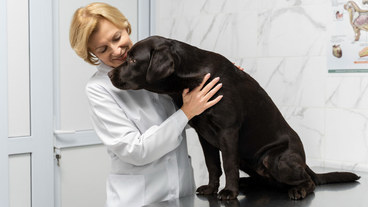 Woman Leaves Dog With Friend, Returns To A $1,400 Vet Bill, Completely Loses It