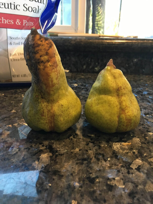 pair_of_pears-67c02fead3cdf.jpg