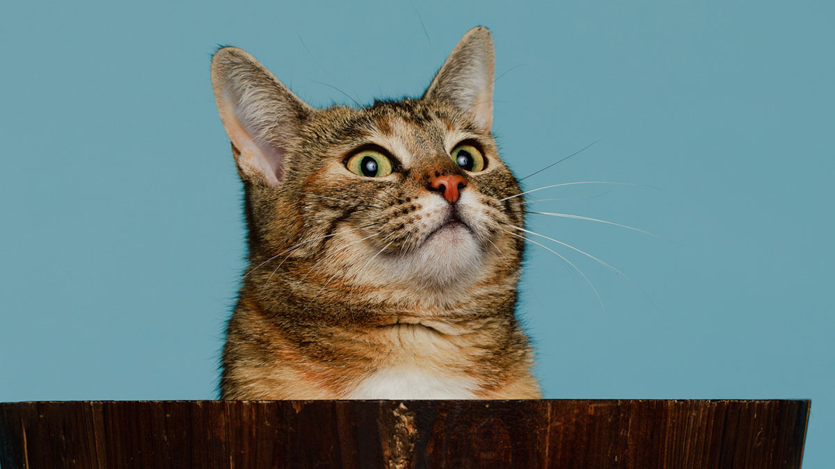 10 Funny Pet Expressions That Might Make You Smile