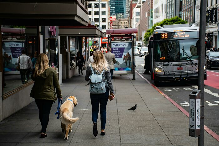 Two people walking a dog on a busy sidewalk, with a bus approaching, highlighting social rules people ignore.