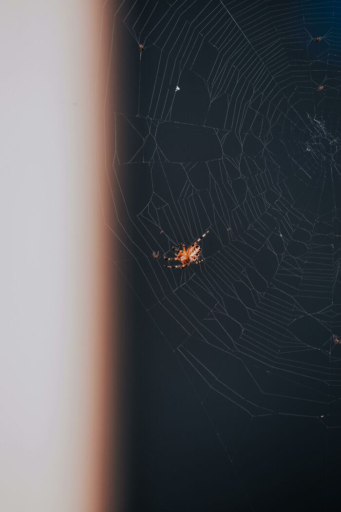 A spider on a web, symbolizing money and luck, related to common superstitions.