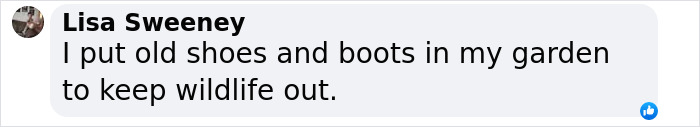 Text from Lisa Sweeney about using boots to deter wildlife, related to cowboy boots and fences. Text from Lisa Sweeney about using boots to deter wildlife, related to cowboy boots and fences.