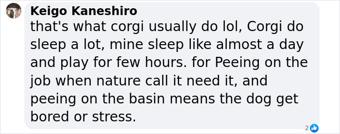 Comment about corgi police dog getting 'punished' for sleeping on duty, mentioning typical corgi behavior. Comment about corgi police dog getting 'punished' for sleeping on duty, mentioning typical corgi behavior.