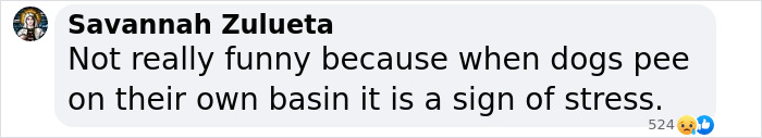 Savannah Zulueta comments on corgi police dog punishment, highlighting animal stress signs. Savannah Zulueta comments on corgi police dog punishment, highlighting animal stress signs.