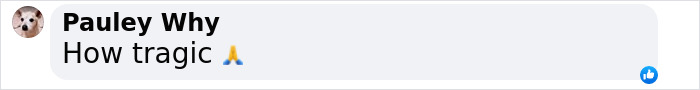 Pauly Why comments "How tragic" with praying emoji about carbon monoxide poisoning. Pauly Why comments "How tragic" with praying emoji about carbon monoxide poisoning.