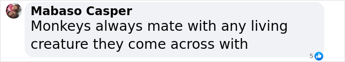 Comment by Mabaso Casper discussing monkey behavior towards other creatures. Comment by Mabaso Casper discussing monkey behavior towards other creatures.