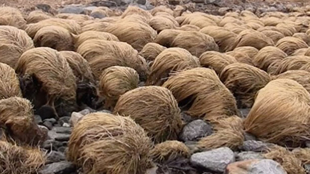 30 Of The Most Bizarre Things Seen In People’s Gardens And Yards (New Pics)