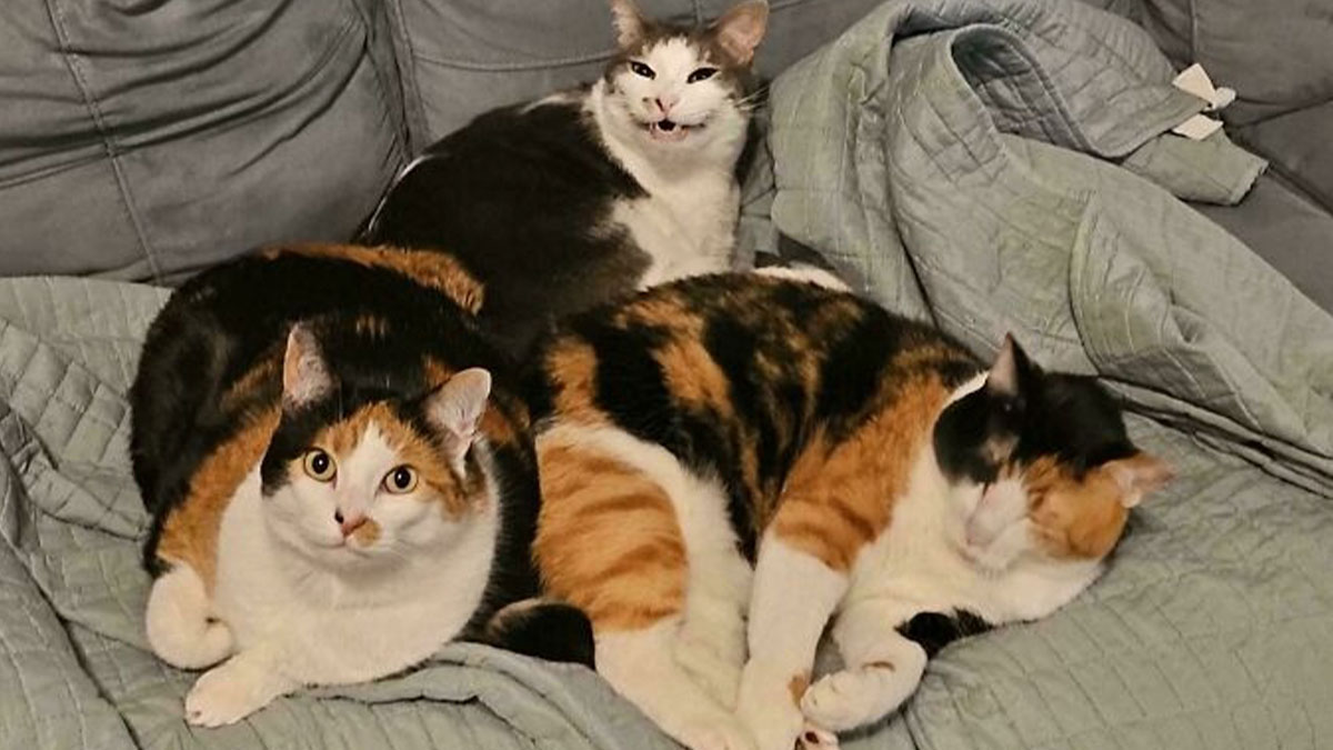 47 Goofy, Adorable And Simply Lovable Calico Cats In Their Element