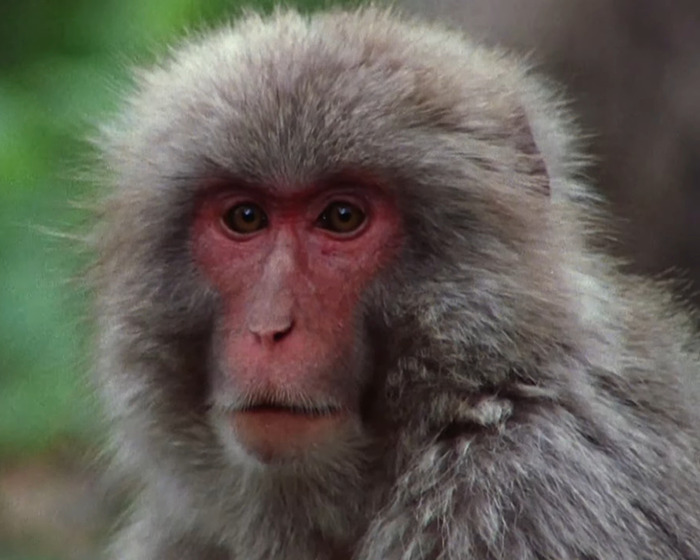 Close-up of a Japanese monkey looking directly at the camera in a forest setting. Close-up of a Japanese monkey looking directly at the camera in a forest setting.