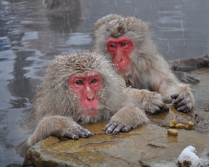 Japanese monkeys in hot springs, snow falling around them. Japanese monkeys in hot springs, snow falling around them.