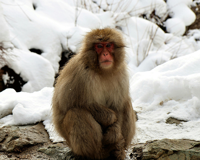 Japanese monkey in snowy landscape, sitting on rocks. Japanese monkey in snowy landscape, sitting on rocks.