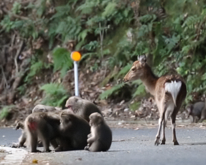 Japanese monkeys interacting with a deer on a forest road. Japanese monkeys interacting with a deer on a forest road.