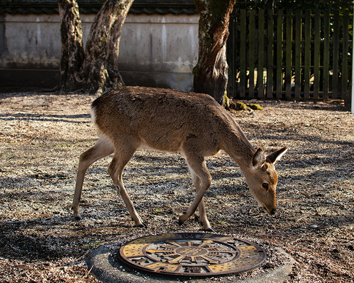 A Japanese deer standing on a paved area, surrounded by trees in a park setting. A Japanese deer standing on a paved area, surrounded by trees in a park setting.