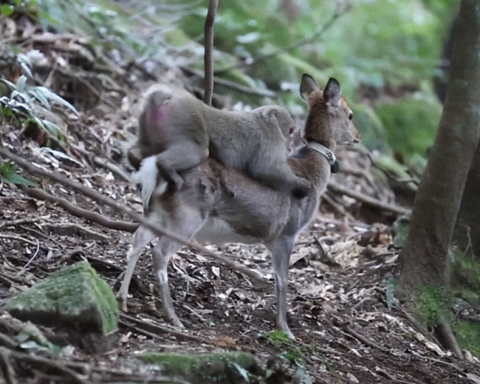 Japanese monkey interacting with a deer in a forest setting. Japanese monkey interacting with a deer in a forest setting.