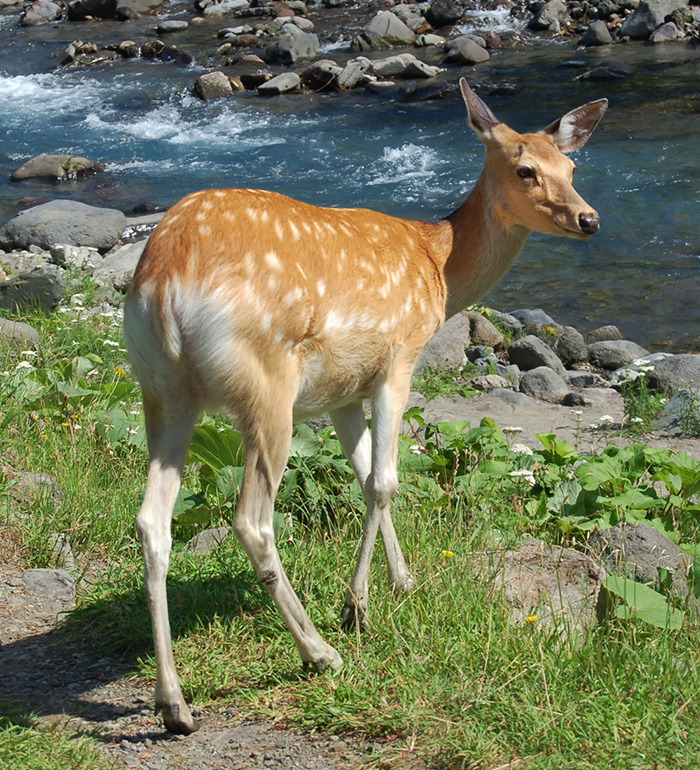 Japanese deer near a riverbank, an animal mentioned in the study of monkeys' unusual behavior. Japanese deer near a riverbank, an animal mentioned in the study of monkeys' unusual behavior.