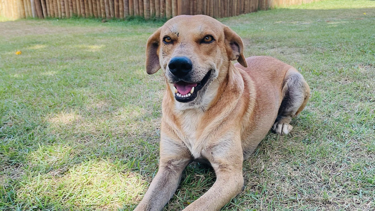 This Family’s Adventure Took An Unexpected Turn When They Saved A Stray Dog In Need