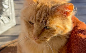 Adorable Story Of How It Took 6 Years For This Cat To Finally Embrace The Life Of A House Cat