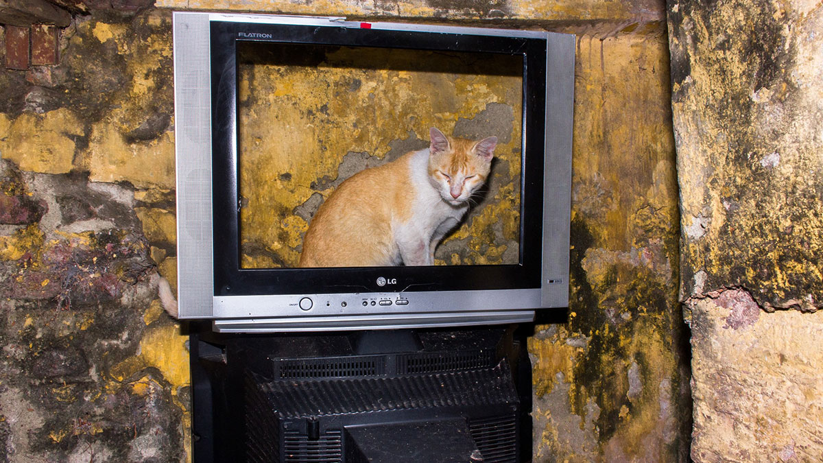 30 Unique Moments Captured By Md Enamul Kabir