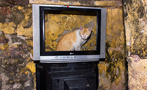 30 Unique Moments Captured By Md Enamul Kabir